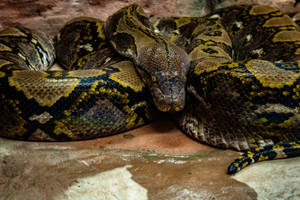 Reticulated Python Snake Wallpaper
