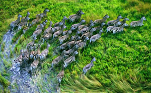 Retina Zebras Grass Run Wallpaper