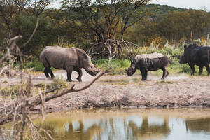 Rhinoceroses In Namibia Wallpaper