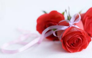 Ribbon In Rose Flowers Wallpaper