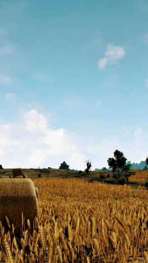 Rice Field Scenery Pubg Iphone Wallpaper