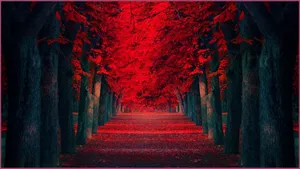 Rich And Vibrant Red 1920x1080 Wallpaper Wallpaper