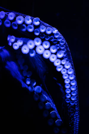 Rich Blue Octopus Wallpaper