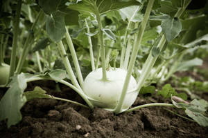 Rich Soil Kohlrabi Plant Wallpaper