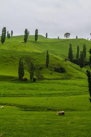 Richly Green Meadow Wallpaper