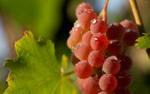 Ripe Red Globe Grapes Wallpaper