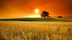 Rising Sun In Field Wallpaper