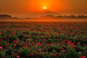 Rising Sun In Flower Field Wallpaper