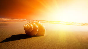 Rising Sun Snail On The Beach Wallpaper