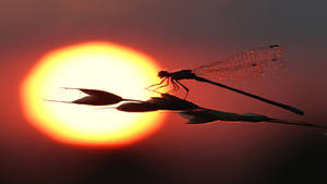 Rising Sun With Dragonfly Wallpaper