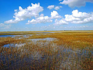 River Grass Everglades National Park Wallpaper
