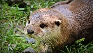 River Otter On Land Wallpaper