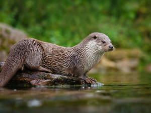 River Otter On Log Wallpaper