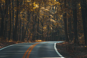 Road In Brown Forest Wallpaper