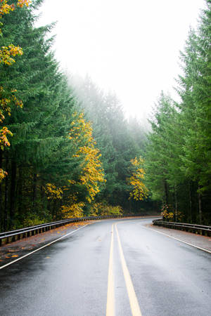 Road In Pine Forest Wallpaper