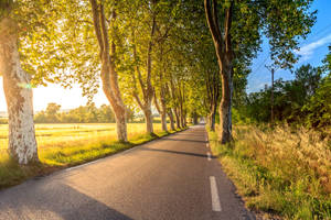 Road Lined With Trees Wallpaper