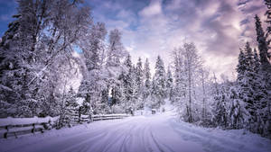 Road Lined With Whitte Trees Wallpaper