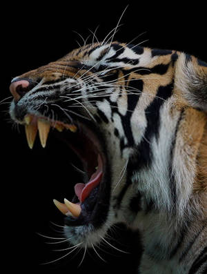 Roaring Angry Tiger Side Profile Wallpaper
