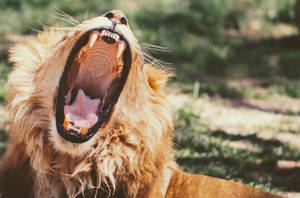 Roaring Lion In Wild Wallpaper