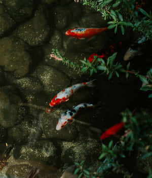 Rock, Plants, And Live Koi Fish Wallpaper