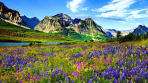 Rocky Mountains Lupine River Colorado Wallpaper