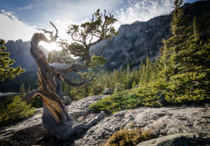 Rocky Mountains Park Colorado Forest Wallpaper