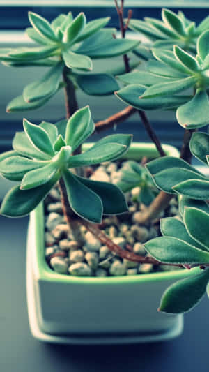 Rocky Soil Pot Succulent Iphone Wallpaper