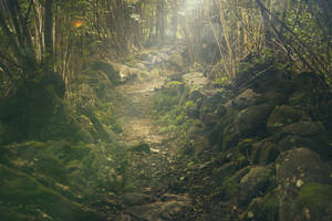 Rocky Trail In The Woods Wallpaper