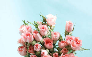Romantic Love Flowers Bundle Of Pink Roses Wallpaper