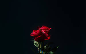 Romantic Red Rose Flower Wallpaper