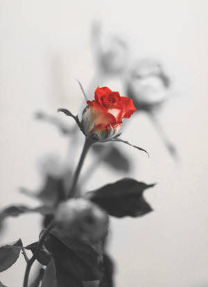 Romantic Rose 3775 X 5200 Wallpaper