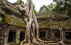 Root Temple In Cambodia Wallpaper