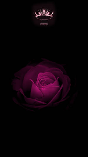 Rose Blackpink Flower With Logo Wallpaper