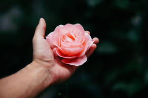 Rose Flower On Hand Tumblr Desktop Wallpaper