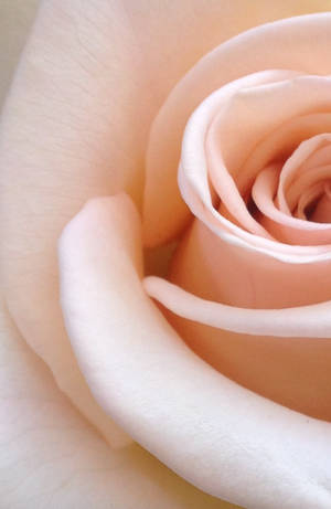 Rose Flower Petals