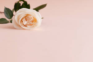 Rose In Pastel Pink Color Wallpaper