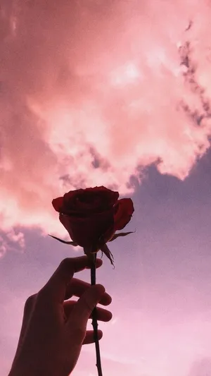 Rose On Pink Sky Aesthetic Wallpaper
