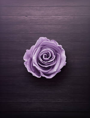 Rose On Wood Neon Purple Iphone Wallpaper