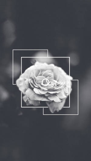 Rose White Aesthetic Iphone Wallpaper