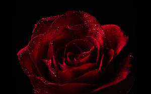 Rose With Water Droplets Wallpaper