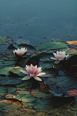 Rosea Plena Lotus Flower Wallpaper