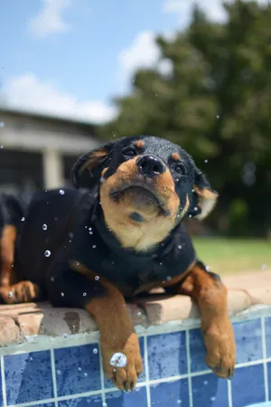Rottweiler Puppy Wallpaper