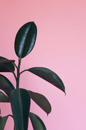 Rubber Fig Plant Phone Wallpaper