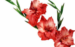 Ruby Gladiolus Flowers Wallpaper