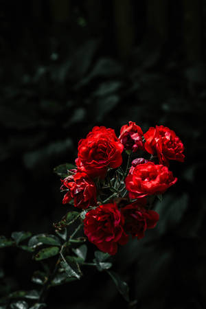 Ruby Red Rose Flowers Wallpaper