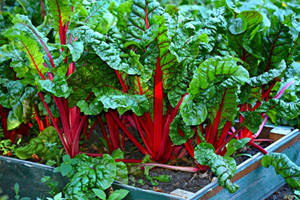 Ruby Red Swiss Chard Vegetable Garden Wallpaper