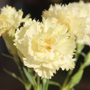 Ruffled Chabaud Carnations Wallpaper