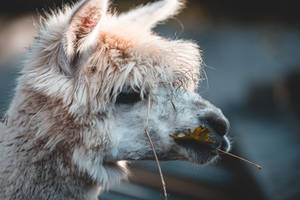 Rugged Llama Face Wallpaper