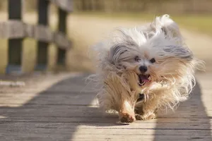 Running Happy Dog Wallpaper
