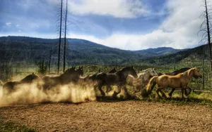 Running Horse On The Countryside Wallpaper